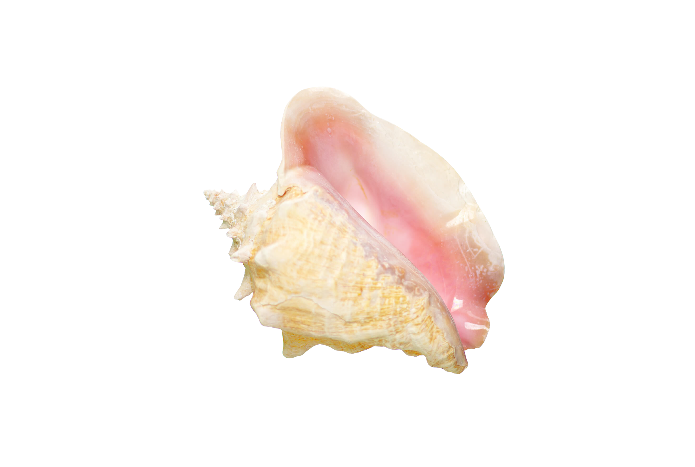 Queen Conch Shell